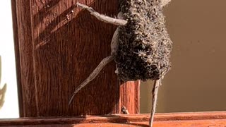 Wolf Spider Covered in Her Babies