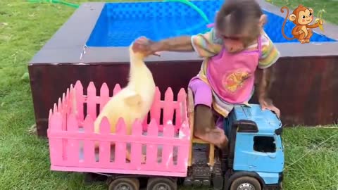 The latest funny videos of monkeys, cats and dogs, monkey children playing with ducks
