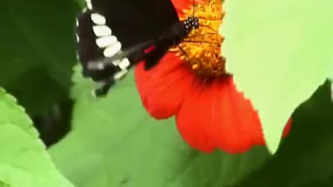 Flower and baterfly together