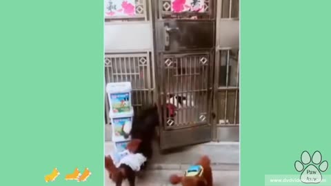 Cute, Funny, Dogs and Cats