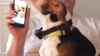 Gotta Love a Beagle!