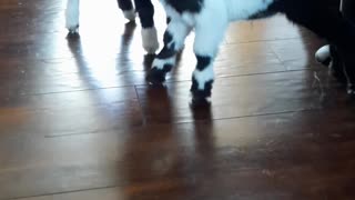 Clumsy Baby Goats Struggle on Hard Floors