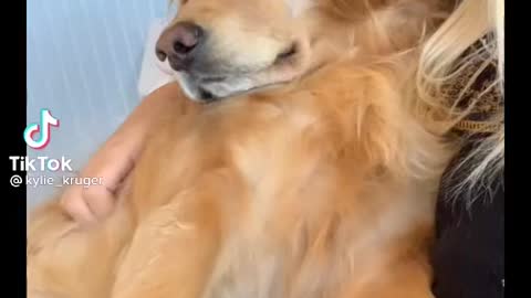 Golden Retriever Gets All The Attention