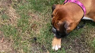 Harley the Boxer Puppy (16-months old) Pummels a Beetle