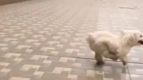 Puppy slow motion vedio