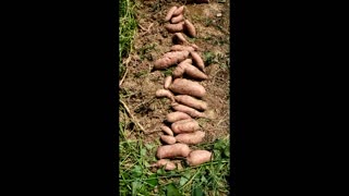 Harvesting sweet potatoes