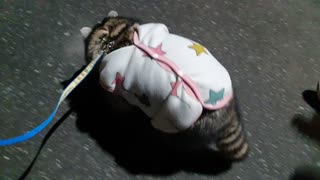 Raccoon goes home in his pajamas, twitching his butt.