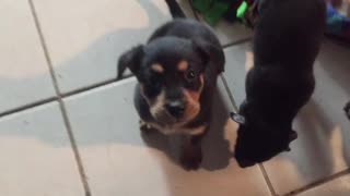 Puppy argues with Foster dad