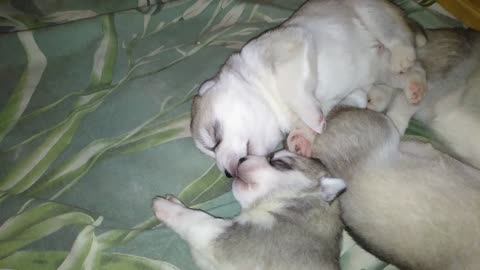 Brother kissing his Little sister. Very cute husky puppies.