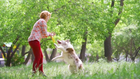 Your dog can catch up anything that you taught in just 4 hours.