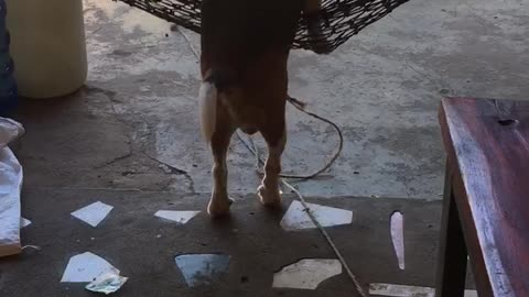 Hound in a Hammock