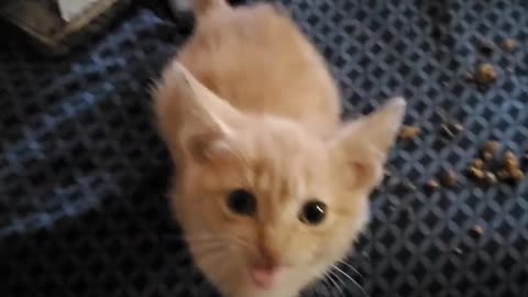 Cute Cat yells for some more food