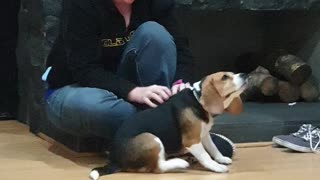 Beagle puppy loves attention