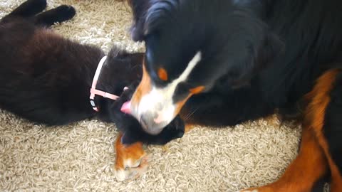 Kitten gets tons of affection from family dog