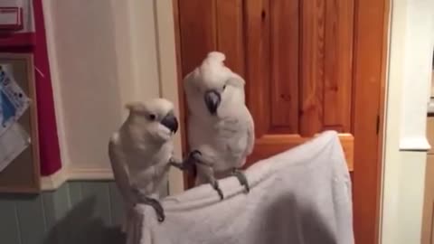 Hilarious dancing parrot loves to tap dance