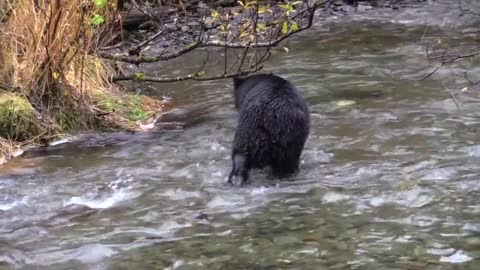 Black Bear Bear Chasing Salmon Feeding Fish River - الدب يصطاد السمك