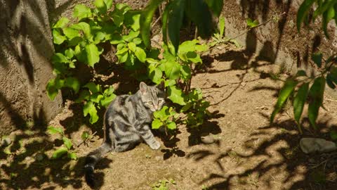 Watch this cat Watch this cat