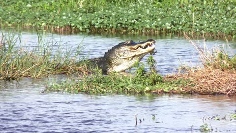 Large alligator feeds on Florida Gar fish