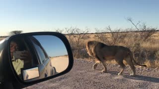 Lion Walks With Car Like a Boss
