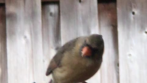 #Back Yard Birds Hawai’i our Favorite feathered buddies