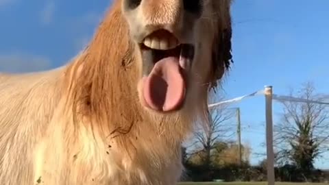 FUNNY ANIMALS YAWNING AND MAKING SOUNDS