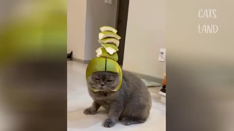Best Funny Cat Videos 2021