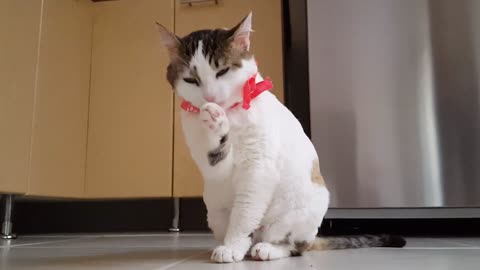 CUTE CAT WASHING HIS FACE