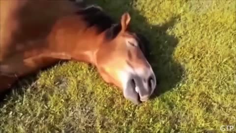 Beutiful and funny horse