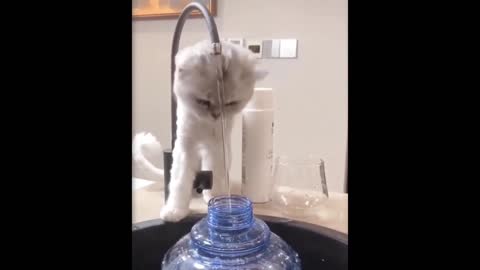sometimes cats are expert other than humans
