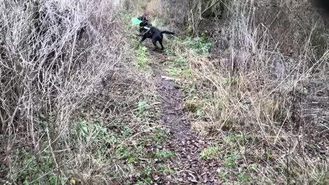 Dog Does Epic Jumps To Rescue Frisbee