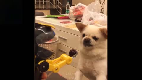 Funny and Crazy Pets Video