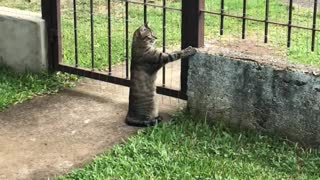Cat Looks Longingly Outside the Fence