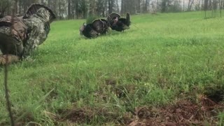 Man Catches Turkey with His Bare Hands Using Decoy