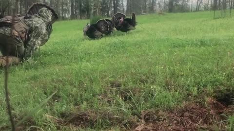 Man Catches Turkey with His Bare Hands Using Decoy