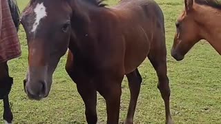 Horses somewhere in nature