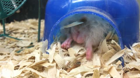 Hamster in igloo home