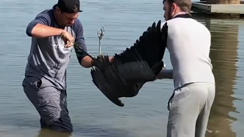 Guy Rescues Screeching Blue Heron Tangled Up In Fishing Line