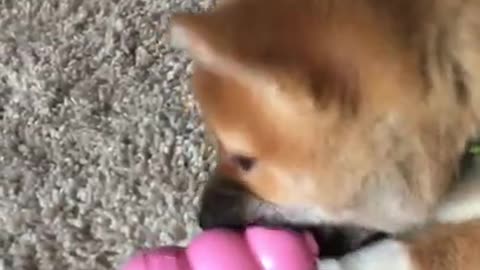 Shiba Inu + Kong Toy = Love