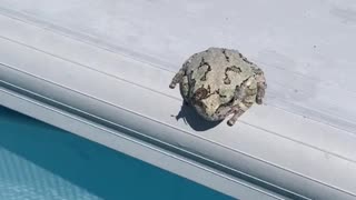 Frog Flicks Annoying Bug Into Pool