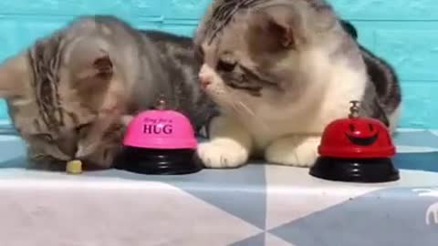 Two Cats playing with toys