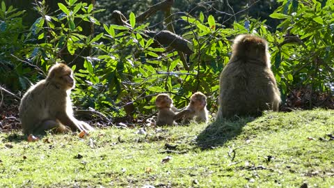 monkey Barbary family