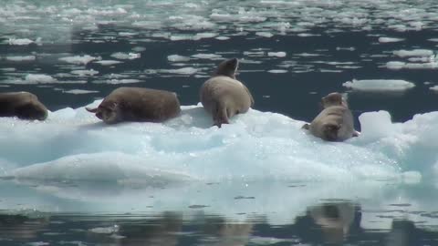 Sea lions - Alaska