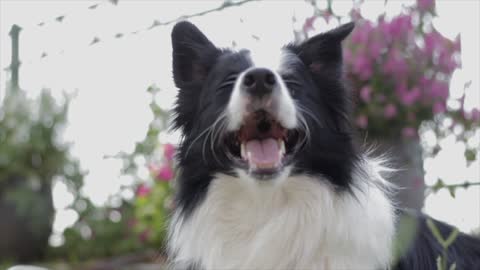 A funny dog panting outdoors