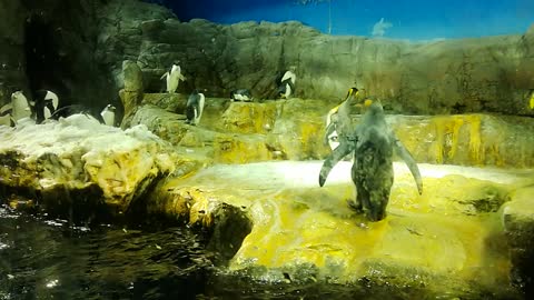 Penguins in Osaka Aquarium