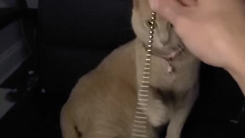 Cat has fun with magnet