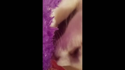 Kitty licking stuff