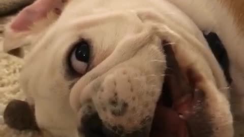 Spoiled bulldog puppy back talks his owner