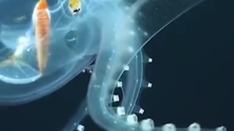 This glass octopus is a rarely seen cephalopod.