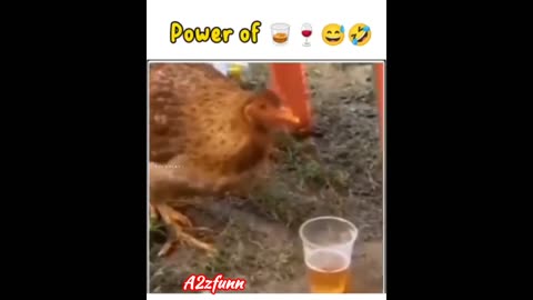 Power of Alcohol 🚀Hen flying in the sky 🙀 funny hen video 😂 funny video Part 20