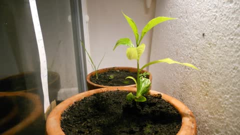 Nice Time Lapse Video of the First 6 Weeks for a Adansonia tree - Growing Baobab